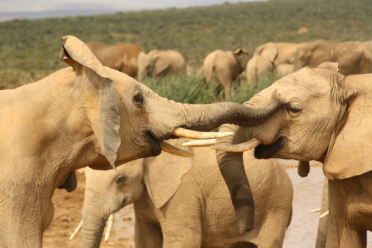 Gorah Elephant Camp