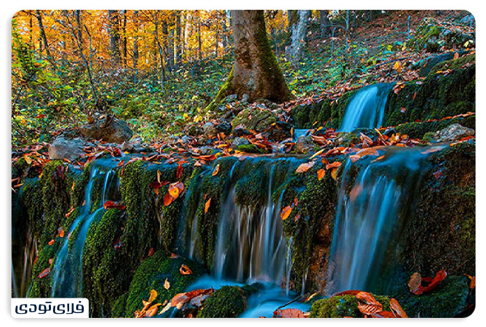 جنگل راش سنگده از جاهای دیدنی مازندران